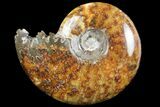 Polished, Agatized Ammonite (Cleoniceras) - Madagascar #97296-1